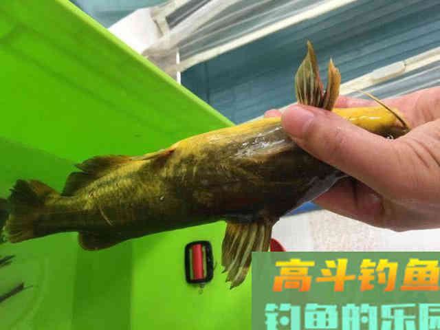 浑水钓黄颡的方法，特有效