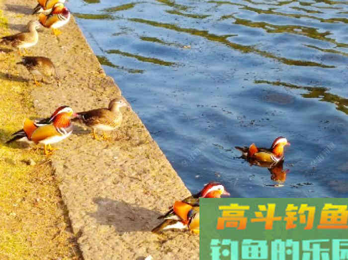 如何在浅水域钓大鲫鱼,学好这3个技巧,爆护不远了 如何在浅水域钓大鲫鱼,学好这3个技巧,爆护不远了