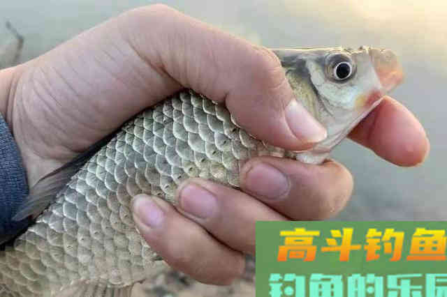 天一热，大鲫鱼只要按我说的钓