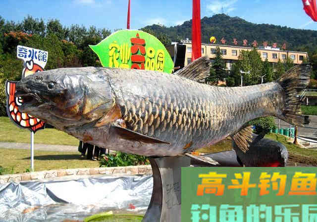 斤大青鱼也许会成为钓鱼人永远的梦