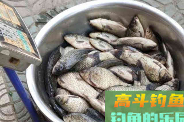 夏天只要有这鲫鱼钓法,一周至少钓五次,不信就试试 夏天只要有这鲫鱼钓法,一周至少钓五次,不信就试试