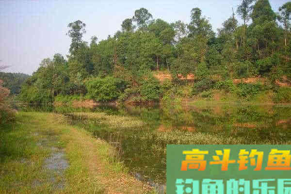 为什么土鲫鱼这么受到钓鱼人的青睐？