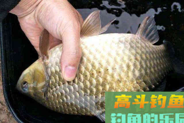 还嫌冬天的板鲫不好钓?赶紧换用这3种添加剂 还嫌冬天的板鲫不好钓?赶紧换用这3种添加剂