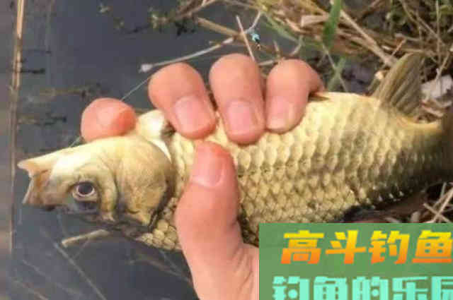 鲫鱼上浮后，只需这样调整调整