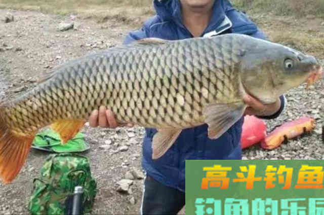 秋钓还想上大鲤鱼？没有我这3招，再厉害也只能扑空