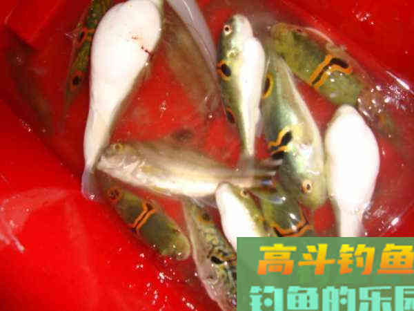 俗话说不吃河豚,不知鱼之鲜,这鱼该如何垂钓? 俗话说不吃河豚,不知鱼之鲜,这鱼该如何垂钓?
