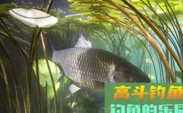 春末升温好野钓，自然水域钓草鱼这三招是重点