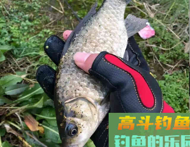 冬季钓鲫鱼的&ldquo;秘密&rdquo;，只用一杆一线一桶