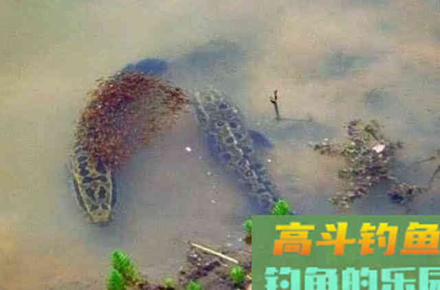 难怪老司机连鲤鱼都不想钓，秋天有这黑鱼钓法