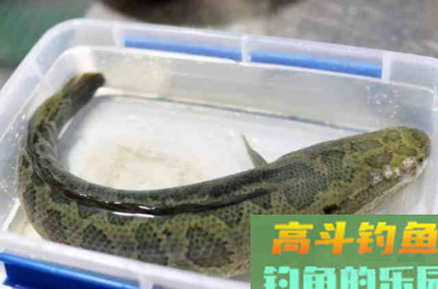 气温降后,黑鱼就不好钓?常用这三大绝招,秒变高手 气温降后,黑鱼就不好钓?常用这三大绝招,秒变高手