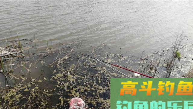 黄颡鱼这样钓，一块猪肝，一包蚯蚓，爆护