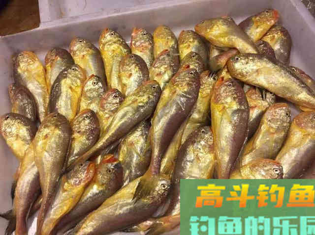 什么是黄鱼？如何垂钓黄鱼的一些技巧
