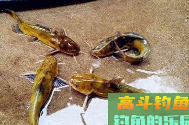 用这饵垂钓黄颡鱼，比蚯蚓更干净，比虾米更省钱