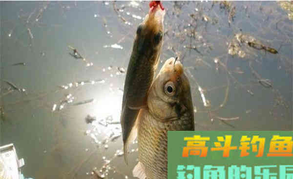 霜降过后钓鲫鱼，注意这些变化，应对得当渔获差不了