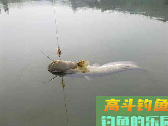 鲶鱼是否也适合路亚钓法？路亚鲶鱼掌握这4点很重要
