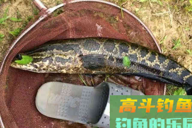 夏天一用这黑鱼钓法,天气再热,鱼护十有八九都会爆满 夏天一用这黑鱼钓法,天气再热,鱼护十有八九都会爆满