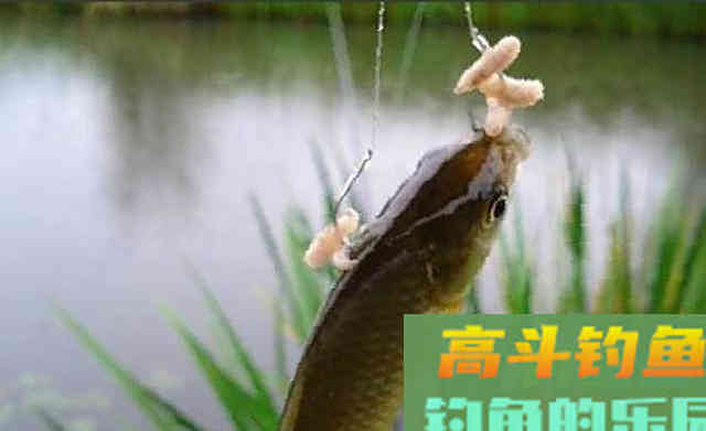 秋季钓鲫鱼，最具特色钓法，长竿双坠挂白虫
