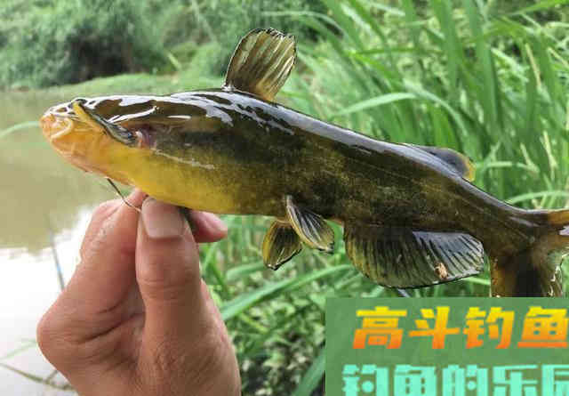 暴雨过后黄辣丁疯狂咬钩，两根鱼竿根本来不及