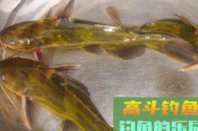 钓黄颡鱼还没到时候？老司机立马解锁新玩法