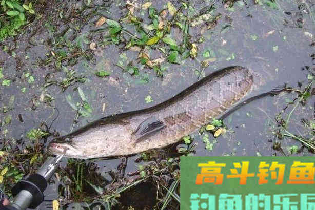 秋分以至,黑鱼在哪里?如何钓好黑鱼 秋分以至,黑鱼在哪里?如何钓好黑鱼