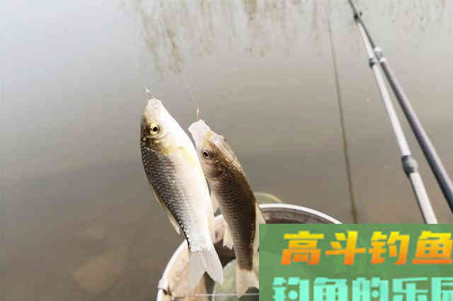 立冬后钓鲫鱼,做到这些调整,连杆上鱼不是梦 立冬后钓鲫鱼,做到这些调整,连杆上鱼不是梦
