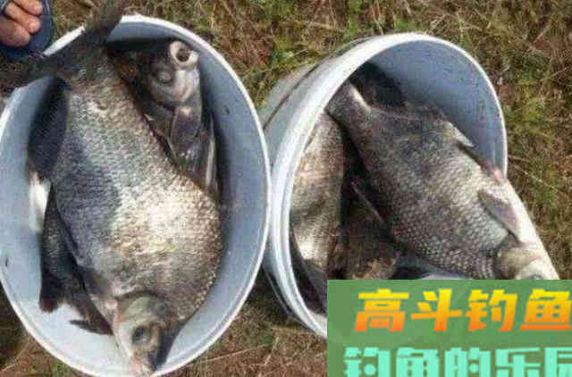 钓了十二年鳊鱼才知，这样一套钓法才是连竿上鱼的关键