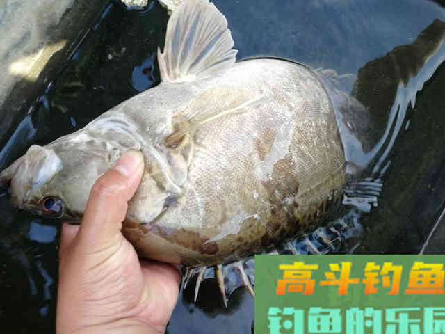 想钓鳜鱼,这几个作钓技巧和安全意识一定要牢记 想钓鳜鱼,这几个作钓技巧和安全意识一定要牢记