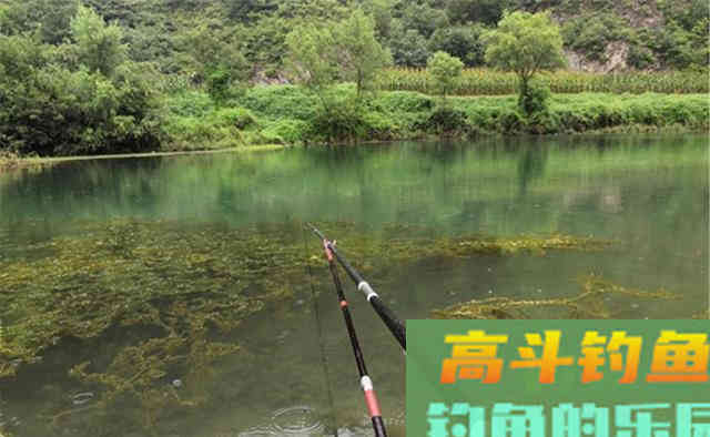 秋钓鲫鱼,钓水草的4大原则 秋钓鲫鱼,钓水草的4大原则