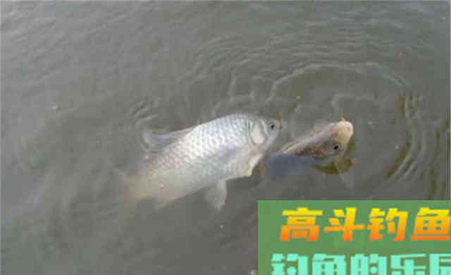 冬季钓鲫鱼，漂相要抓这4种