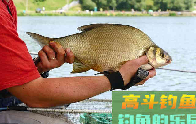 夏季水库这样钓鳊鱼,鱼口根本停不下来 夏季水库这样钓鳊鱼,鱼口根本停不下来