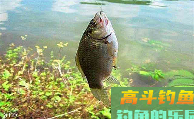 初秋钓鲫鱼的小技巧 初秋钓鲫鱼的小技巧