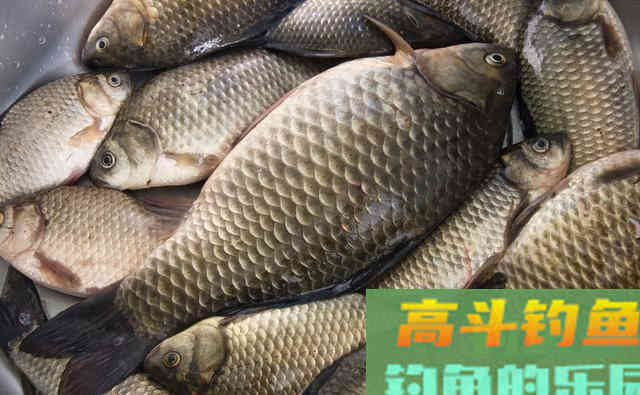 深秋鲫鱼，用好两款饵料和一种调钓，渔护装满