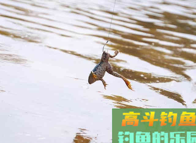 我不说你不会的3种钓黑鱼方法,我推荐第2种 我不说你不会的3种钓黑鱼方法,我推荐第2种