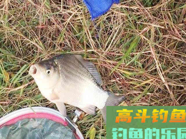 冬季钓鲫鱼，掌握这些技巧，渔获不发愁