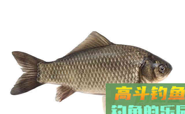 黑坑钓鲫鱼，牢记8个细节，掌握3个技巧，钓好鱼不难