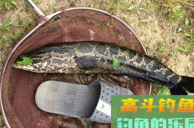 天太热，不料这黑鱼钓法又火了一把
