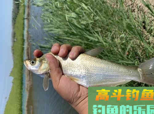 深秋水库如何野钓翘嘴？老钓友教你三招即可