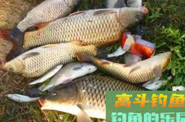 不打窝也能钓上鲤鱼，真是厉害了，从没试过这种钓法