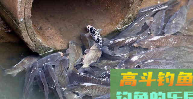 青鱼应分析水中氧含量与鱼情之间的关系,选择作钓位置 青鱼应分析水中氧含量与鱼情之间的关系,选择作钓位置