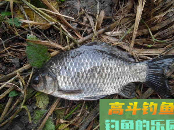 野河沟里钓野生鲫鱼,吃起来却有股煤油味是为什么 野河沟里钓野生鲫鱼,吃起来却有股煤油味是为什么