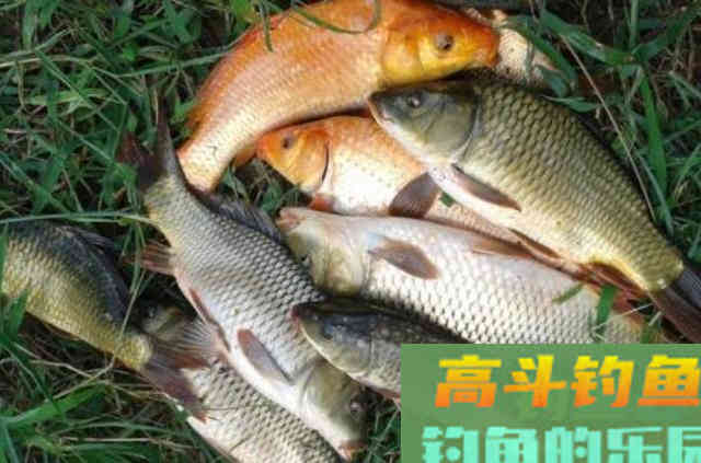 初秋太热，用这钓法连竿上鲤鱼