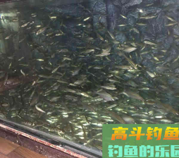 娇小麦穗鱼，已成功&ldquo;入侵&rdquo;34国！欧洲成了&ldquo;重灾区&rdquo;？