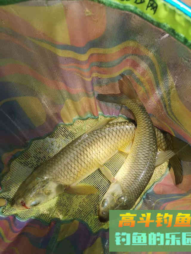 钓草鱼饵料这么多,到底该用哪一样 钓草鱼饵料这么多,到底该用哪一样
