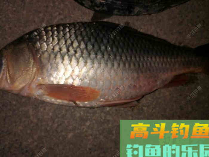 大水面如何垂钓鲤?从抛竿、爆炸钩等方面解析 大水面如何垂钓鲤?从抛竿、爆炸钩等方面解析