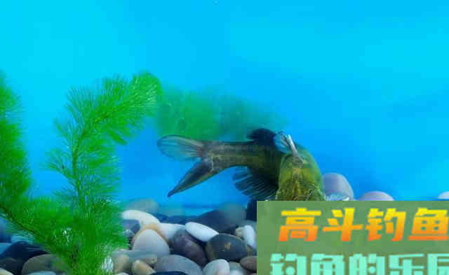钓黄辣丁，有人一晚上钓上几十斤，你为何钓不到