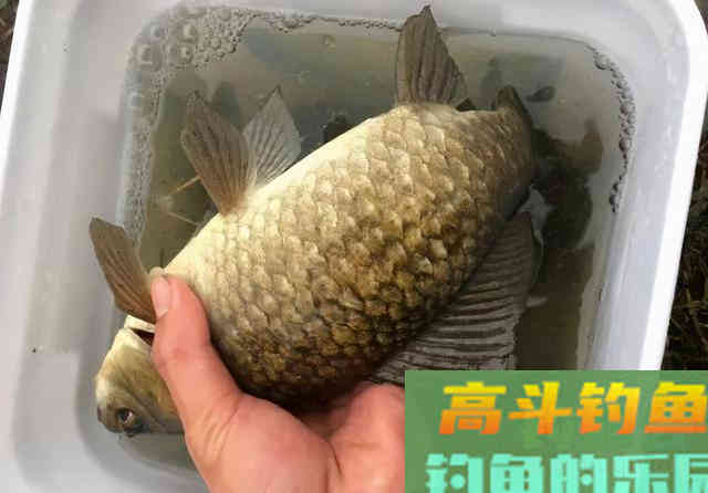 用这种笨办法，立刻区别土鲫、银鲫和工程鲫
