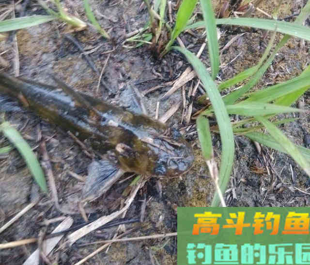垂钓黄颡鱼,用女士丝袜打窝诱鱼 垂钓黄颡鱼,用女士丝袜打窝诱鱼