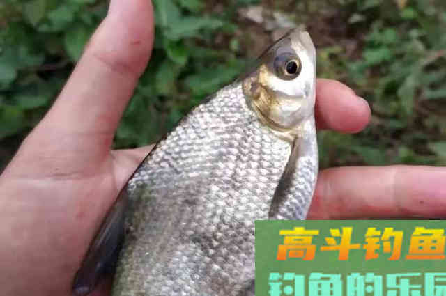 每逢夏季我必用这鳊鱼钓法