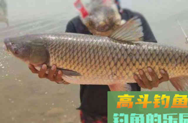 秋天在户外野钓大草鱼时,可以参考的一些特色钓法 秋天在户外野钓大草鱼时,可以参考的一些特色钓法