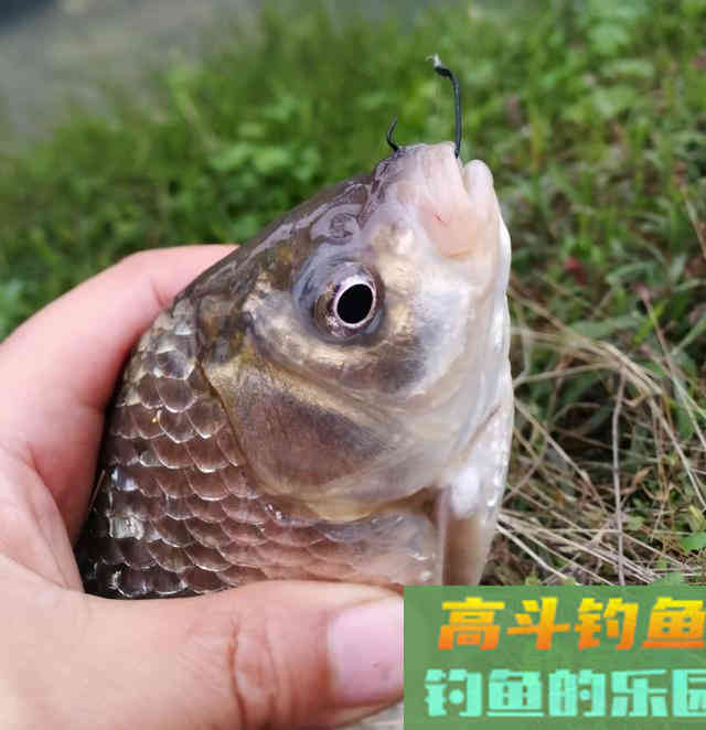 &ldquo;乙&rdquo;字钩，这种钩型是钓鲫鱼的利器